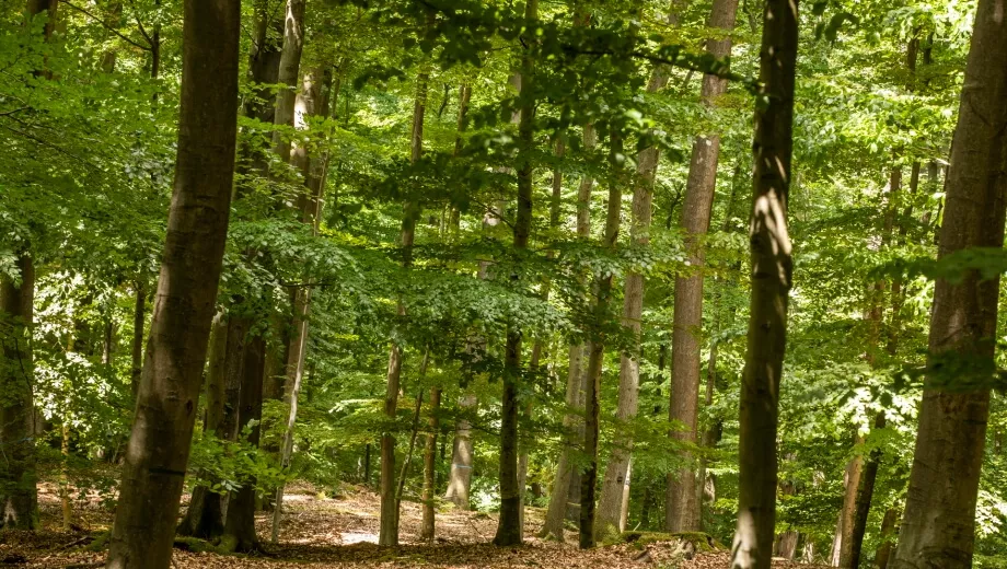 Waldlandschaft im Kreis Bad Segeberg